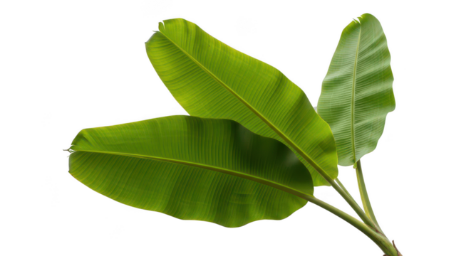 Fresh Banana Leaves With Backlight On Black Background