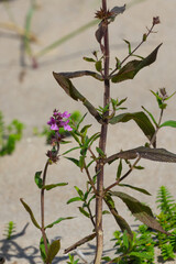 flower of a plant in the beach sand