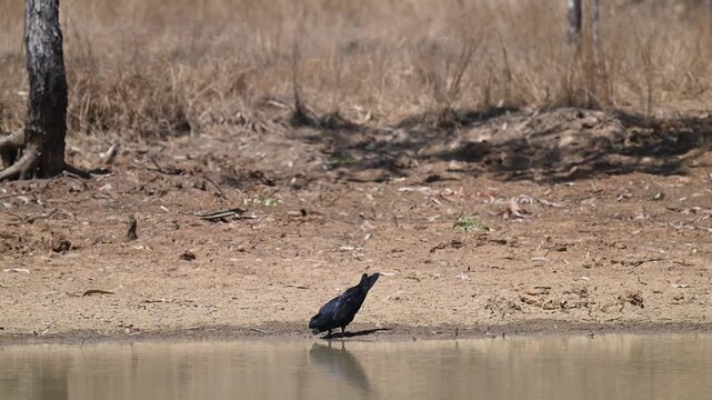 red tailed or Banksian black cockatoo, Calyptorhynchus banksii, drinking from a billabong pond in the tropical landscape of tropical north Queensland of Australia.
