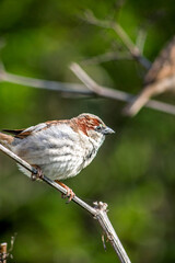 Sparrow (Passer domesticus) perched on tree branch on green natural background. City bird or animal idea concept. Ornithology. Sparrow. 