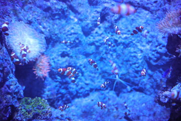Singapore Oceanarium with fishes