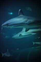 Fototapeta premium Singapore Oceanarium with fishes