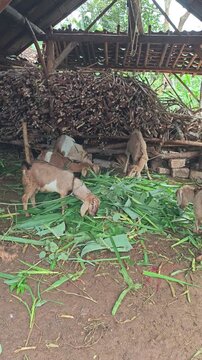 Young goats gather under a simple shelter, enjoying a fresh meal of green fodder, illustrating sustainable livestock management in a natural farm environment.