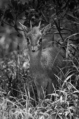 Mono Kirk dik-dik standing in long grass