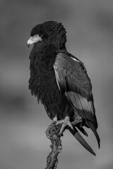 Mono bateleur on dead branch in sunshine
