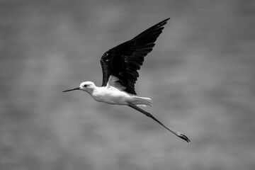 Mono black-winged stilt in sunshine raising wings