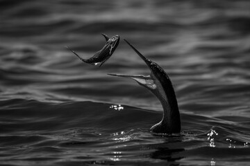 Mono African darter in river tossing catfish