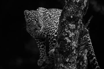 Mono leopard looks up from tree perch