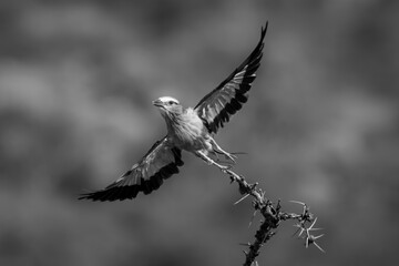 Mono lilac-breasted roller takes off from branch