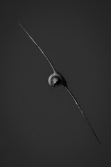 Mono Antarctic petrel approaches camera wings diagonal