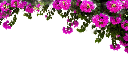 Vibrant magenta bougainvillea flower and green leaf border isolated on white background.