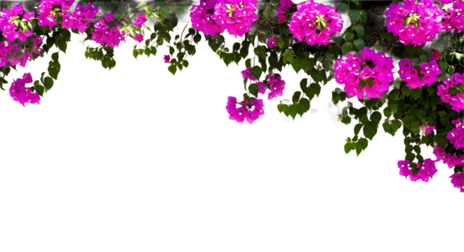 Vibrant magenta bougainvillea flower and green leaf border isolated on white background.