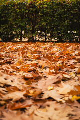 L'automne &agrave; Verviers - Feuilles morts dans le parc Fabiola - Belgique
