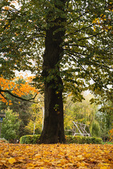 L'automne &agrave; Verviers - Feuilles morts dans le parc Fabiola - Belgique