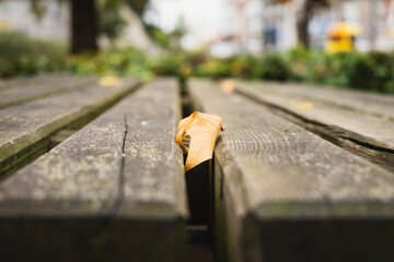 L'automne &agrave; Verviers - Feuilles morts dans le parc Fabiola - Belgique