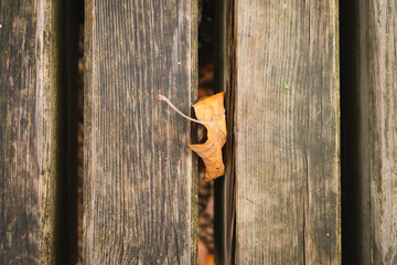 L'automne à Verviers - Feuilles morts dans le parc Fabiola - Belgique