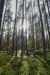 Obraz premium Sunlight filters through tall trees in a serene forest landscape surrounded by lush greenery in Karelia