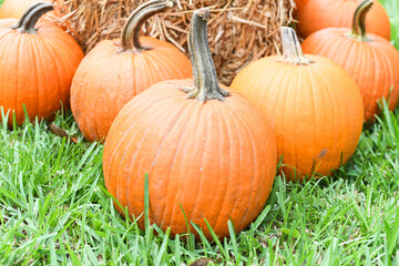 Close-up of pumpkins on green grass with hay in background