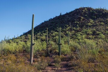 Obraz premium Early morning views of cacti in Saguaro National Park near Tucson.