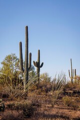 Early morning views of cacti in Saguaro National Park near Tucson.