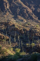 Early morning views of cacti in Saguaro National Park near Tucson.