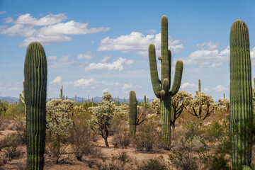 Desert landscapes in Saguaro National Park, Arizona.