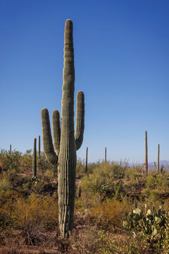 Cactus views in Arizona's Saguaro National Park.