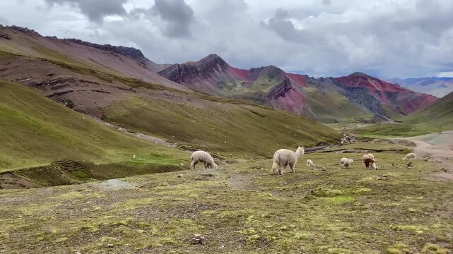Herd of llamas in Rainbow Mountain