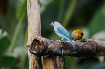 Blue-gray Tanager and Palm Tanager Feeding, La Fortuna, Costa Rica