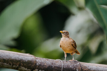 Clay-colored Thrush Perched on Branch, La Fortuna, Costa Rica