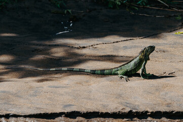 Green Iguana on Riverbank, Peña Blanca River, La Fortuna, Costa Rica