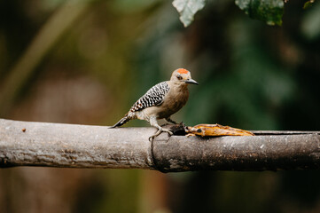 Hoffmann’s Woodpecker Feeding on Banana, La Fortuna, Costa Rica