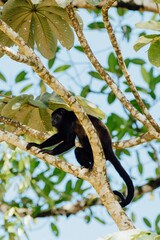 Mantled Howler Monkey Resting on Tree Branch, La Fortuna, Costa Rica