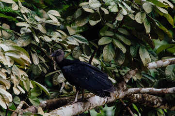 Black Vulture Perched on Tree Branch, La Fortuna, Costa Rica