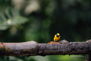 Yellow-Throated Euphonia on Tree Branch, La Fortuna, Costa Rica