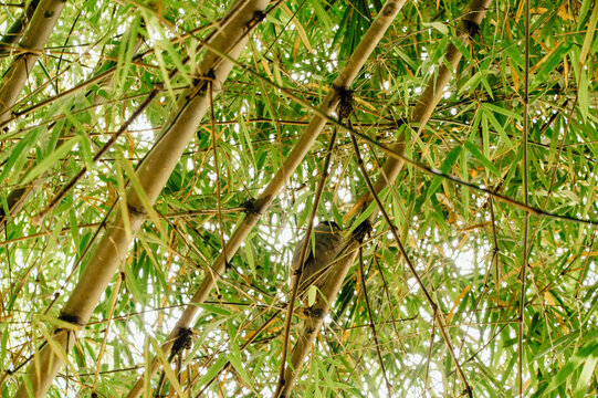 Boat-billed Heron Perched Among Bamboo, La Fortuna, Costa Rica