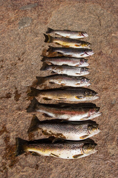 Freshly caught trout arranged vertically on warm stone surface