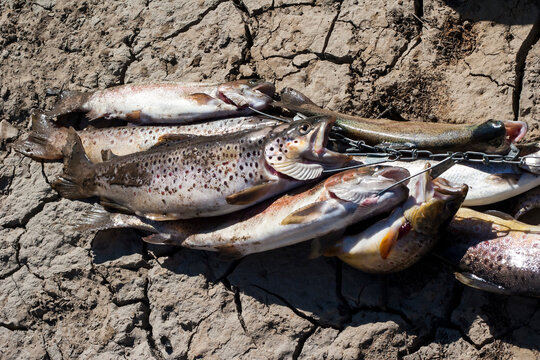 Stringer of freshly caught trout lying on dry cracked ground