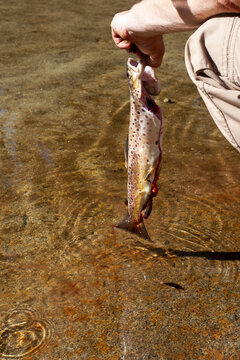 Angler holding freshly caught trout over shallow clear water