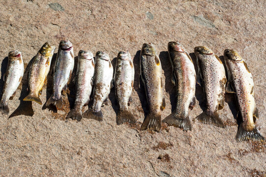 Row of freshly caught trout laid out on flat rock surface