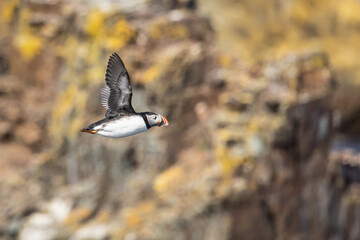 Puffins in Flight Over Rocky Coastal Cliffs