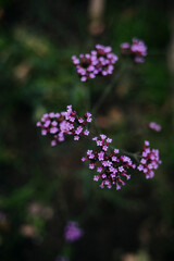 Pink wildflowers blooming in a sunny meadow