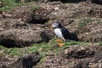 Puffin Standing on a Rocky Shoreline