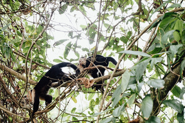 White-Faced Capuchin Monkeys in the Trees of Cahuita National Park