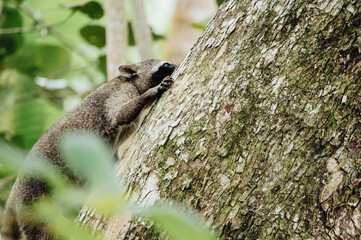 Sneaky Northern Raccoon Climbing Tree Trunk in Cahuita National Park