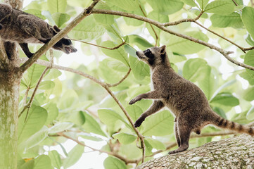 Obraz premium Raccoons Interacting in the Trees of Cahuita National Park