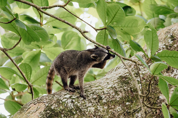 Curious Raccoon Reaching for a Branch in Cahuita National Park