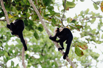 White-Faced Capuchin Monkey Carrying Baby in Cahuita National Park