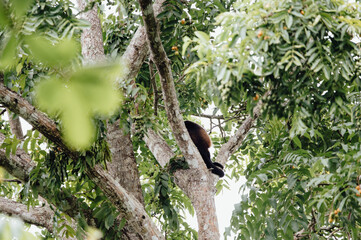 Mantled Howler Monkey Resting on Tree Branch in Cahuita National Park