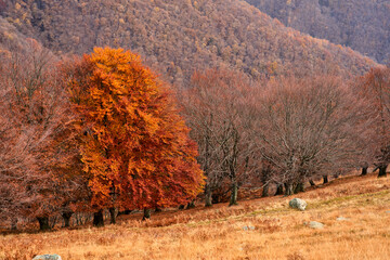 Autumn forest on Lake Como,Italy